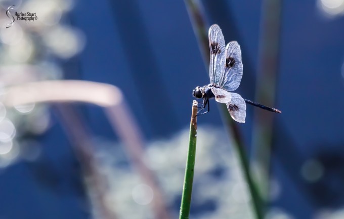 Green Cay Wetlands: June 3, 2018: 5016