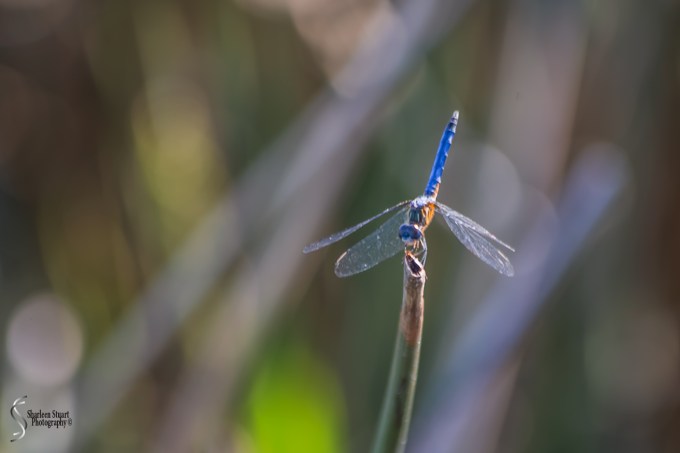 Green Cay Wetlands: June 3, 2018: 5068