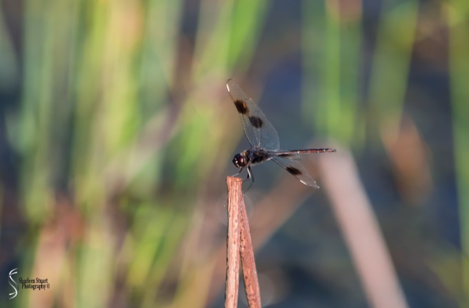 Green Cay Wetlands: June 3, 2018: 5134