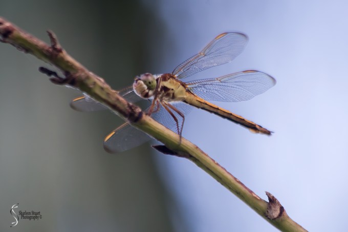 Out on the back canal: June 9, 2018: 5287