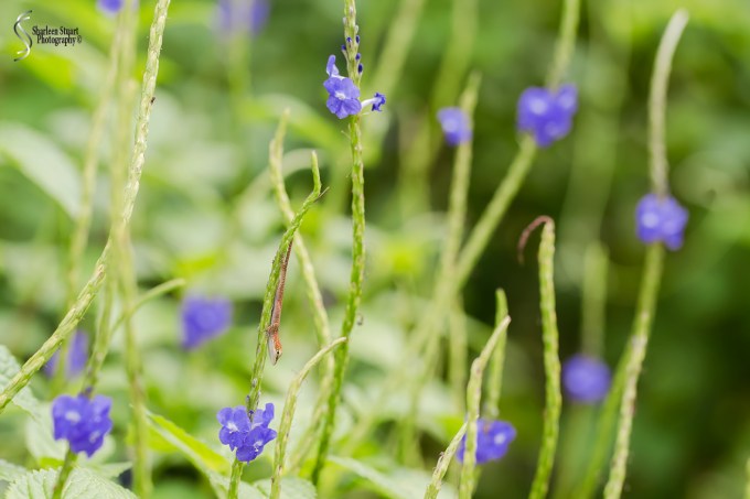 South County Park: June 10, 2018: 5322