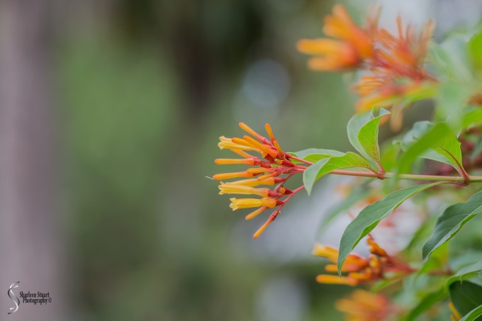 South County Park: June 10, 2018: 5325