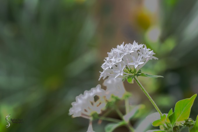 South County Park: June 10, 2018: 5329