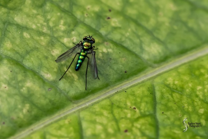 South County Park: June 10, 2018: 5333