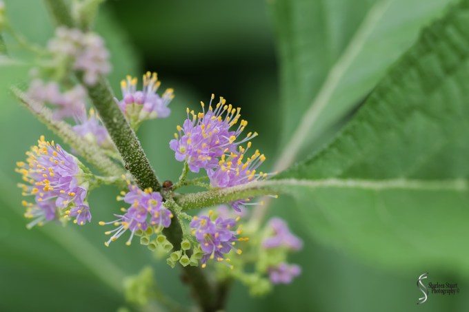 South County Park: June 10, 2018: 5338