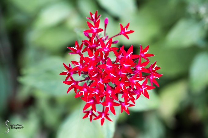 South County Park: June 10, 2018: 5341