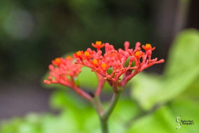 South County Park: June 10, 2018: 5343