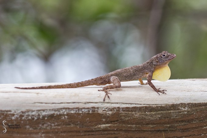 South County Park: June 10, 2018: 5372