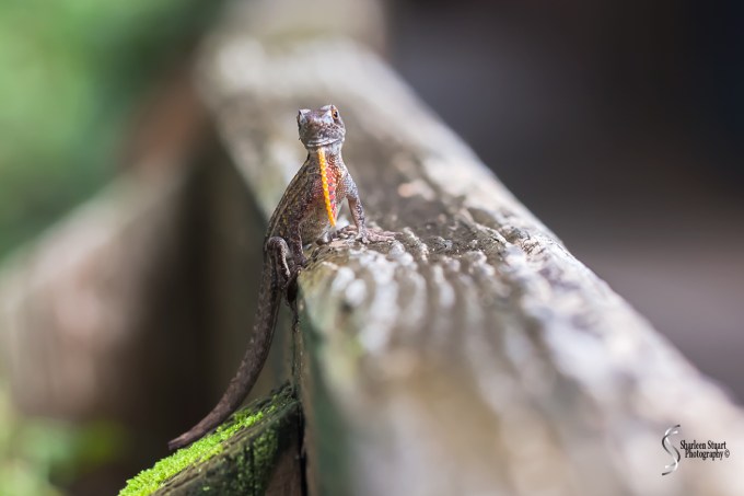 South County Park: June 10, 2018: 5384