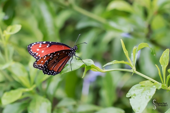 South County Park: June 10, 2018: 5397