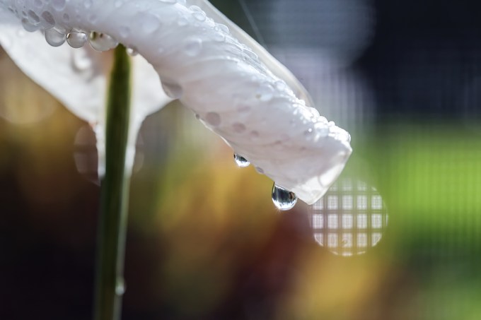 Out on the back canal: June 21, 2018:  6289