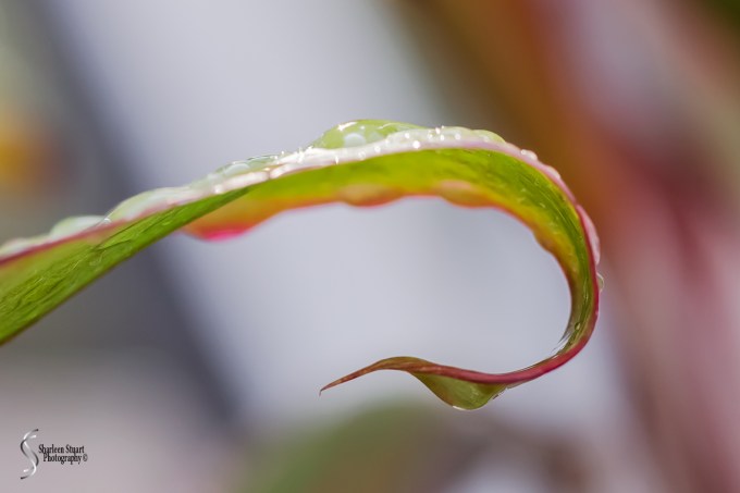 Out on the back canal: June 21, 2018: 6326