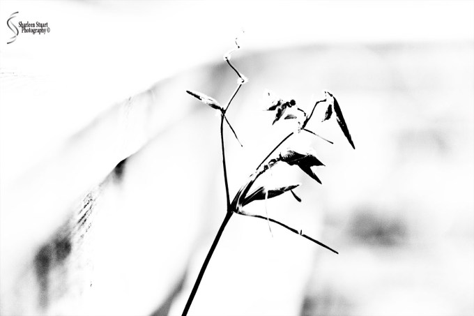 Wakodahatchee Wetlands: June 29 2018: