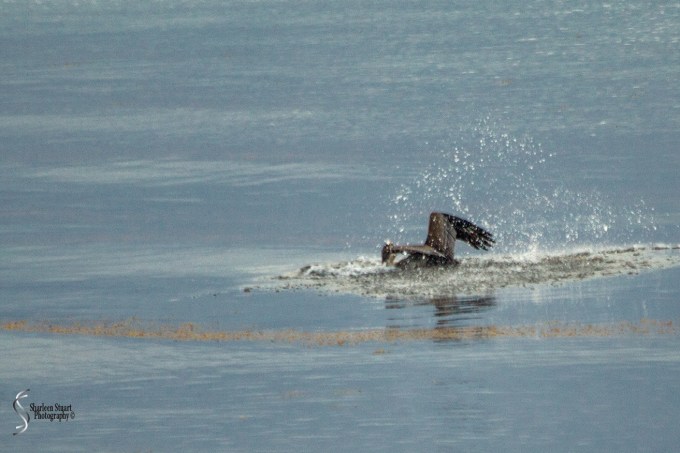 South Beach BR Sunrise:  July 4, 2018: 6862