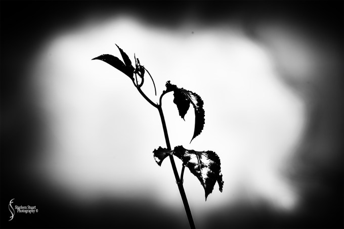 Out on the back canal: July 15, 2018: 7195