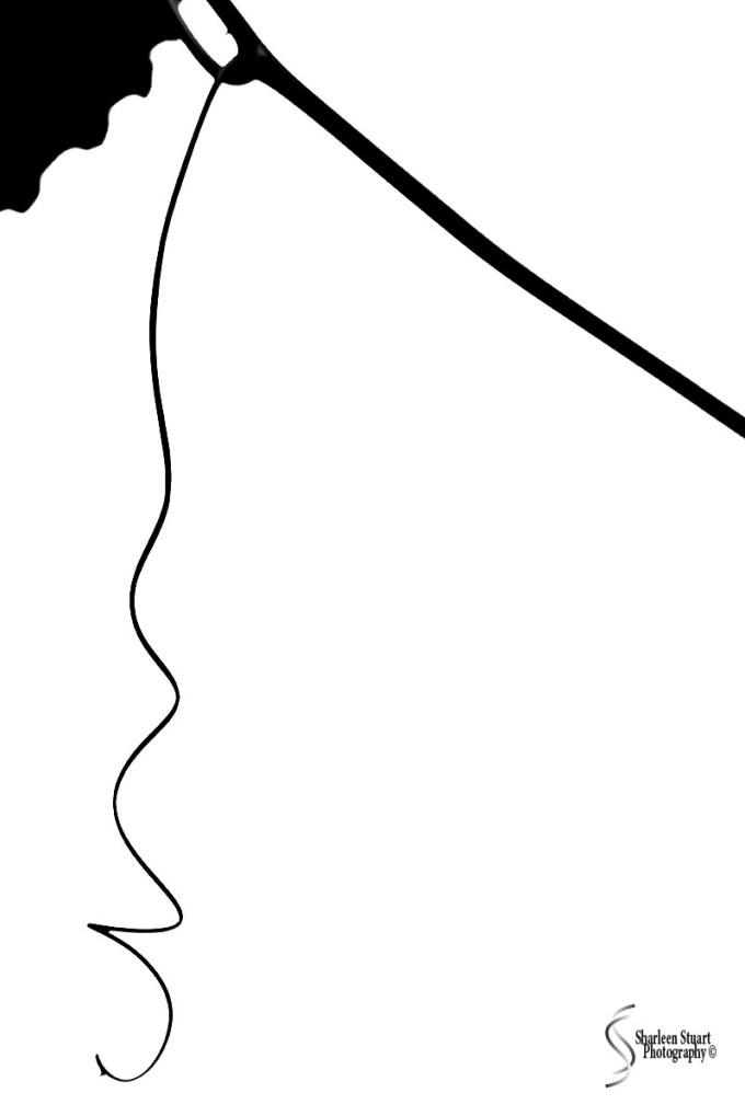 Out on the back canal: July 22, 2018: 7560