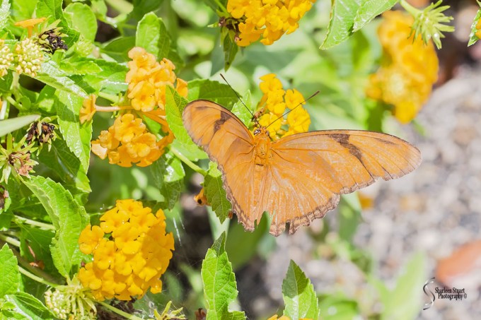 South County Park: July 27, 2018:  7596