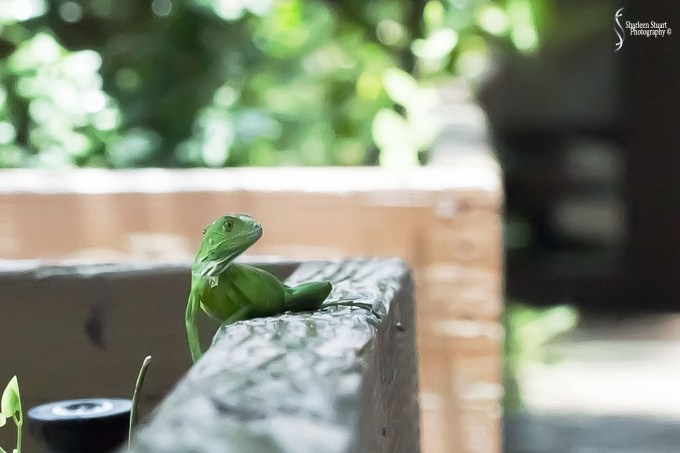 South County Park: July 27, 2018:  7626