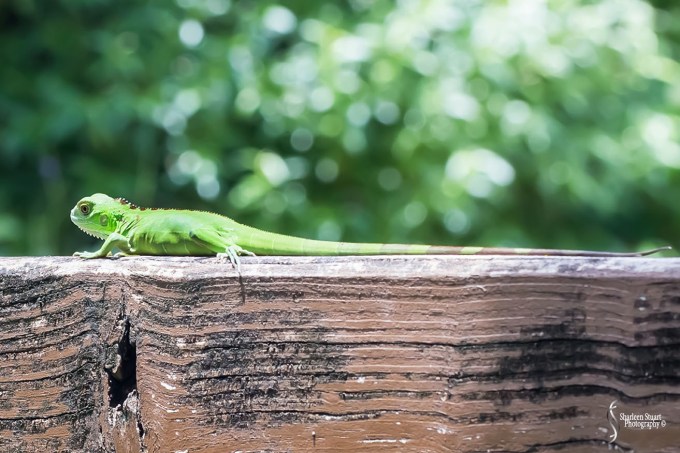 South County Park: July 27, 2018:  7632