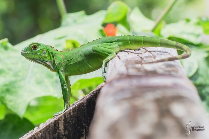 South County Park: July 27, 2018:  7638