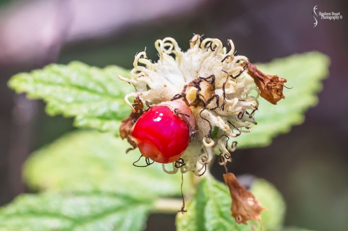 South County Park: July 27, 2018:  7649