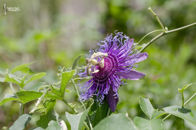 South County Park: July 27, 2018:  7653