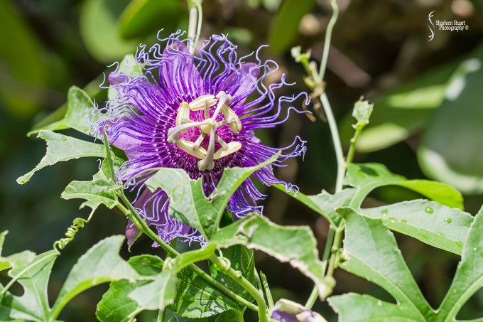 South County Park: July 27, 2018:  7654