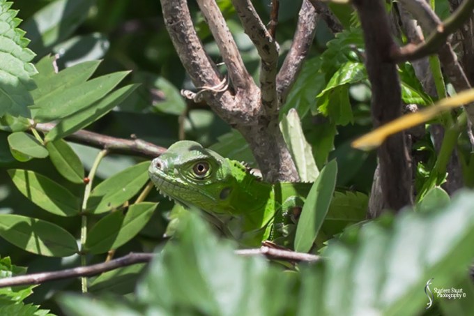 South County Park: July 27, 2018:  7656