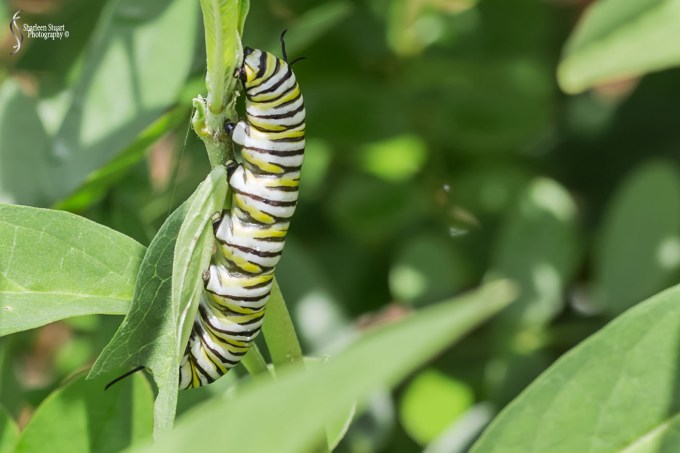 South County Park: July 27, 2018:  7664