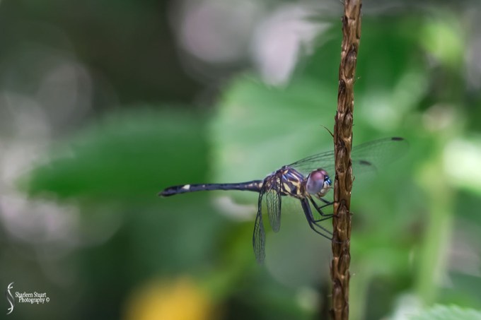 South County Park: July 27, 2018:  7677