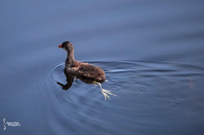 Wakodahatchee Wetlands: July 20, 2018: 7328