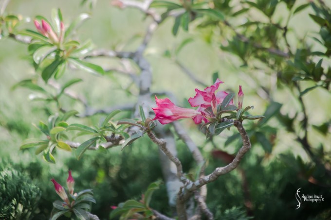 Morikami Japanes Gardens & Museum: August 10, 2018: 7804