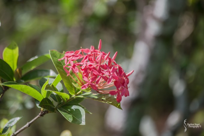 Morikami Japanes Gardens & Museum: August 10, 2018: 7820
