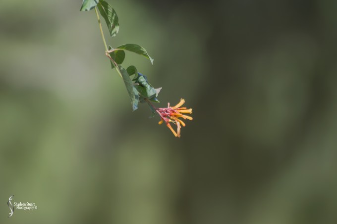 Morikami Japanes Gardens & Museum: August 10, 2018: 7828