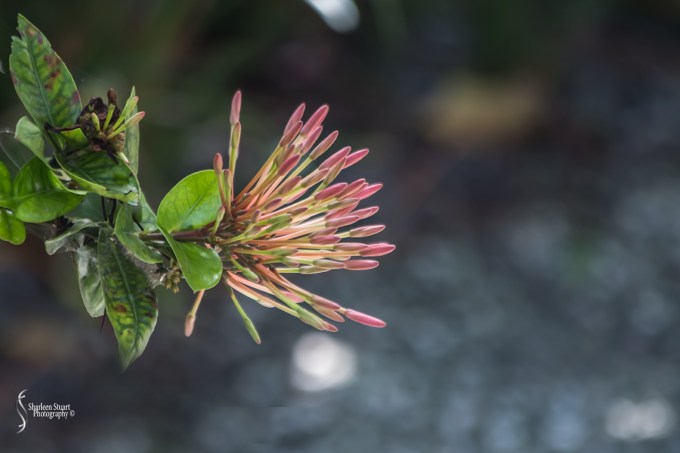 Morikami Japanes Gardens & Museum: August 10, 2018: 7831