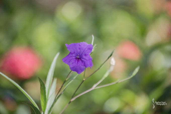 Morikami Japanes Gardens & Museum: August 10, 2018: 7864