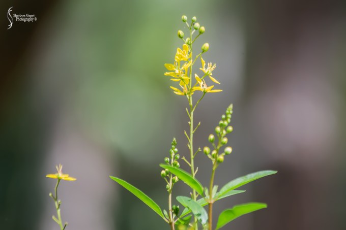 Morikami Japanes Gardens & Museum: August 10, 2018: 7897