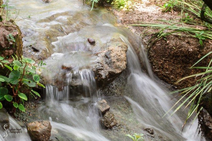 Morikami Japanes Gardens & Museum: August 10, 2018: 7930