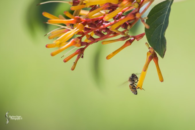 Morikami Japanes Gardens & Museum: August 10, 2018: 7964