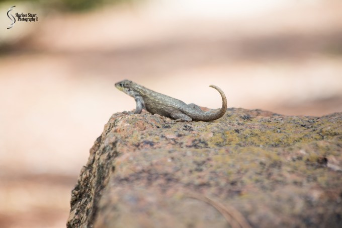Morikami Japanes Gardens & Museum: August 10, 2018: 8047