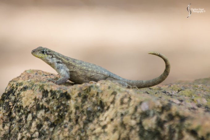 Morikami Japanes Gardens & Museum: August 10, 2018: 8051