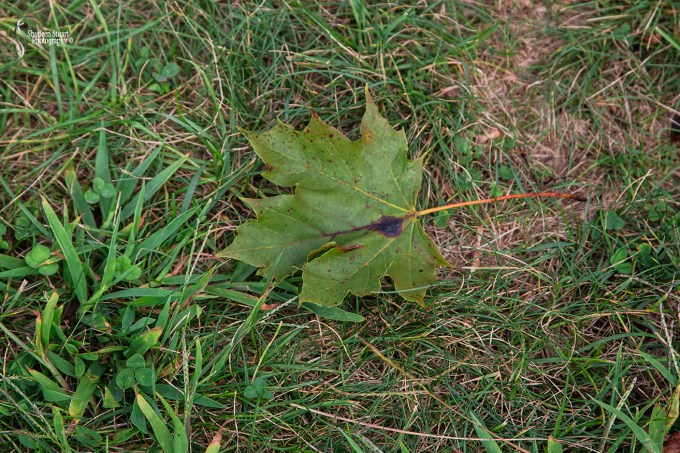 Maine, New Hampshire, Massachuttes:  September 2018: 9424