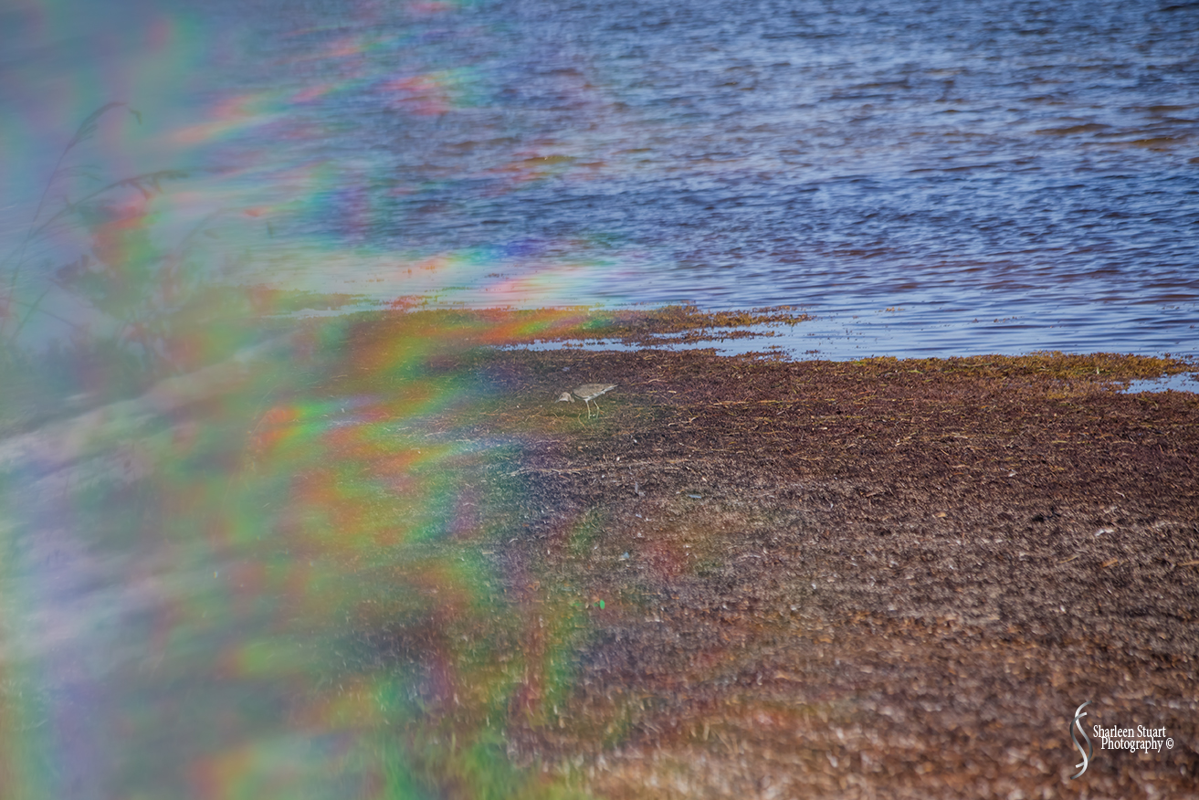 Marathon/Key West Vacation:  August 17-22, 2018:  8416