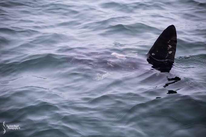 Maine, New Hampshire, Massachusetts: September 2018: 9724