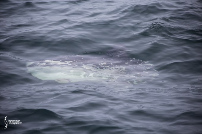 Maine, New Hampshire, Massachusetts: September 2018: 9738