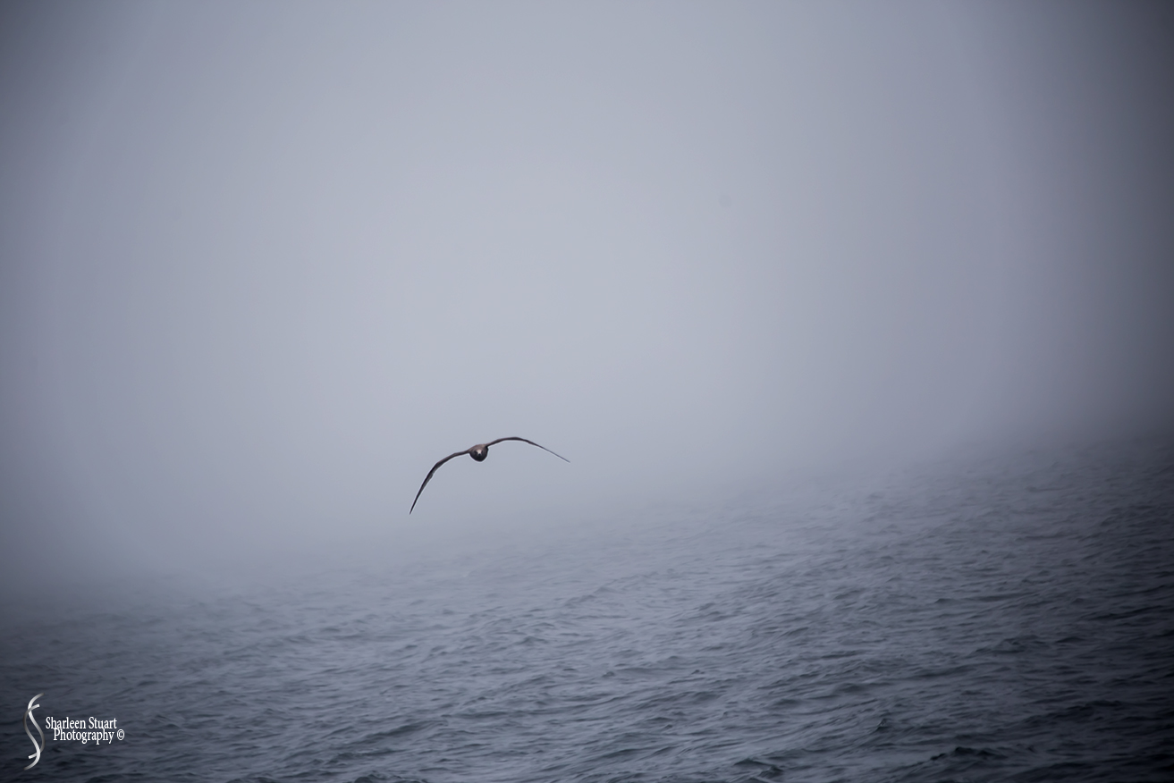 Maine, New Hampshire, Massachusetts:  September 2018: 9752