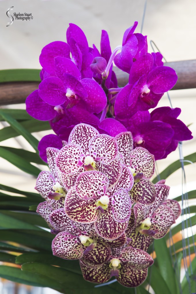 WPB Green/Flea Market:  January 19, 2018: 1153