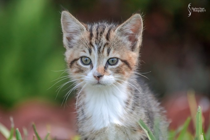 Rory:  October 28, 2018:  2077