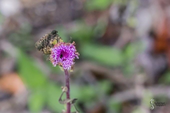 South County Park: February 10, 2019: 1372