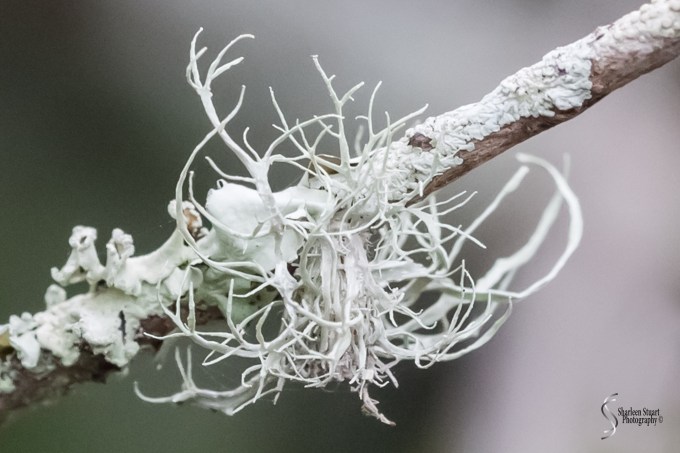 South County Park: February 10, 2019: 1387